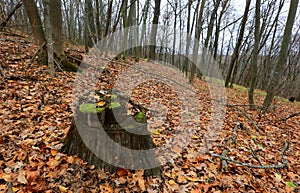 wooden stump in autumn forest