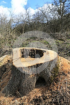 wooden stump in forest