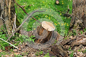 wooden stump in forest