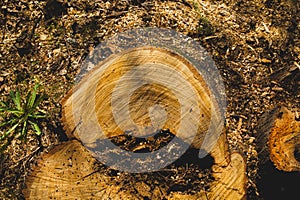 Wooden stump in the forest. beatiful summer nature scene