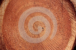 Wooden stump. Round cut down tree with annual rings as a wood texture