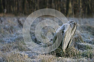 Wooden stump in white frosted grass