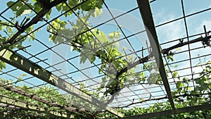 Wooden sunroof ceiling with young grape shoots