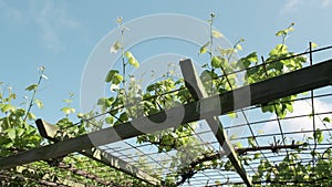 Wooden sunroof ceiling with young grape shoots