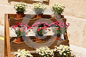 Wooden support with flower pots of pink and white chrysanthemums on \