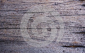 Wooden surface. fragment of driftwood washed ashore