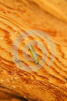 The wooden surface with green caterpillar on the tree.
