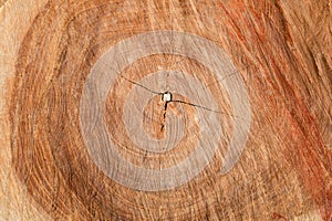 Wooden surface and texture of pine tree cut