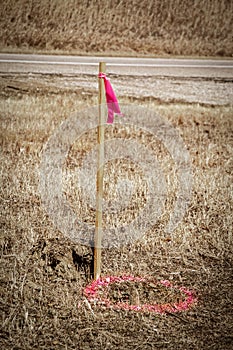Wooden survey marker with pink plastic ribbon and pink circle spray-painted on ground for utility workers