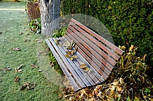 Wooden swing with back wooden paneling brown color. covered with leaves of a butternut tree. lawn, hedge of yew.