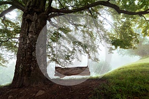 Wooden swing on tree. rural landscape. natural spring or summer background