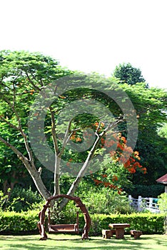 Wooden swing under a big tree