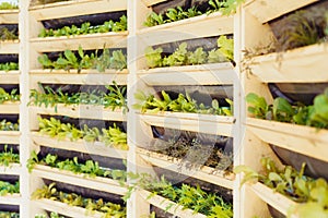 Wooden system of vertical urban farming and gardening technology. Organic vertical kitchen garden with greenery and