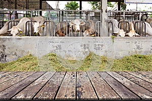 Wooden Table with Beef Cattle Cow Livestock in Farm background