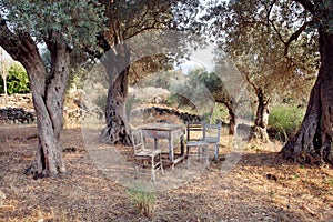 Wooden table and chairs in the shade of the grove of olive trees