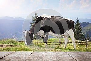 Wooden table and cow grazing in field on background. Animal husbandry concept