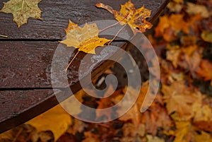 wooden table with leaves in the autumn park