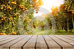 Wooden table place and orange trees with fruits in sun light