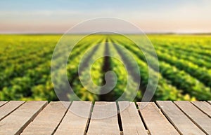Wooden table top on blur green leaf vegetable field background in daytime.Harvest rice or whole wheat.For montage product display