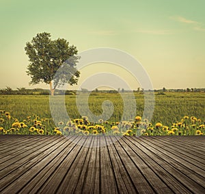 Wooden table top in open fields of dandelions