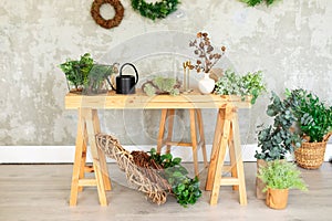 Wooden table on which there are green plants in flowerpots, watering can, flowers on a background of a grey wall.