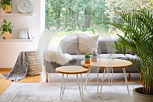 Wooden tables in front of grey sofa with cushions in scandi living room interior with plant. Real photo