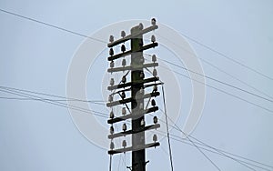 Wooden Telegraph Pole.