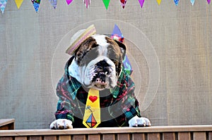 On the wooden tent bench an English Bulldog wearing a straw hat and green striped shirt and yellow tie