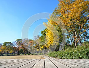Wooden terrace with nature park at autumn time