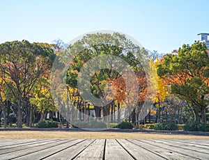 Wooden terrace with nature park at autumn time