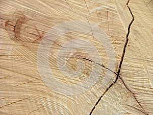 Wooden Texture