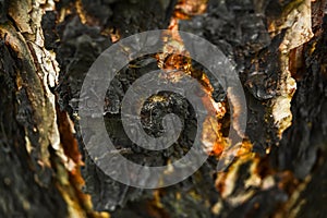 Wooden texture abstract background. Tree bark charred in the fir