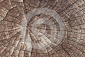 Wooden texture background. Close-up old cracked aged tree cut log. Detail woodentree trunk