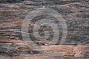 Wooden texture background, Rotten tree bark, Cellulose of plant stem structure, Rustic surface of wood board pattern panel