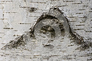 Wooden Texture Background Tree in the park