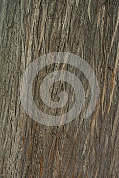 Wooden texture. Bark of an ancient tree