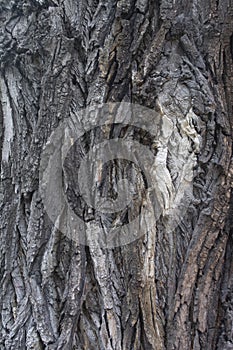 Wooden texture. Bark of old wood