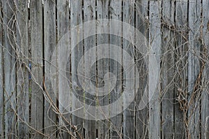 Wooden texture of gray fence boards