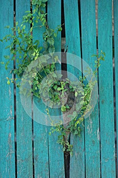 wooden texture of a green wall of a fence and a gray tree branch with leaves between boards