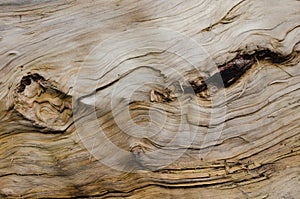 Wooden texture with knotholes