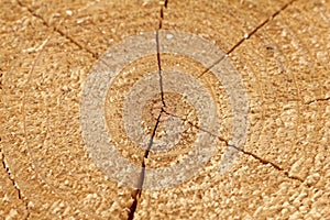 Wooden texture macro close up