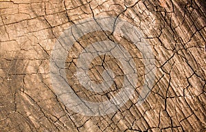 Wooden texture of a tree trunk,Background texture