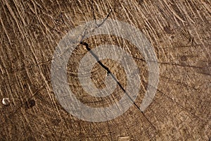Wooden texture of a tree trunk,Background texture
