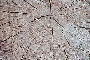 Wooden texture tree trunk close-up fractured surface annual rings background light beige rustic base