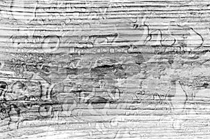 Wooden texture with water drops B&W