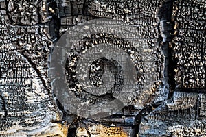 Wooden texture, wooden background.