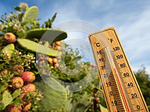 Wooden thermometer with red measuring liquid showing high temperatures on sunny day on background of Prickly pear cactus fruits.