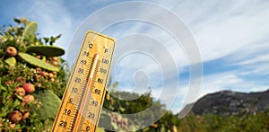 Wooden thermometer with red measuring liquid showing high temperatures on sunny day on background of Prickly pear cactus fruits.