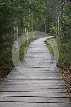 Wooden tiled bridge in forest