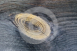 Wooden timber with a knag photo